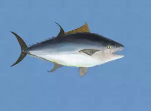 Tuňák Recept